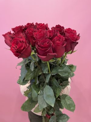 Роза Эквадор красная 70 см 15 шт