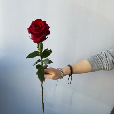 Роза Эквадор красная 60 см