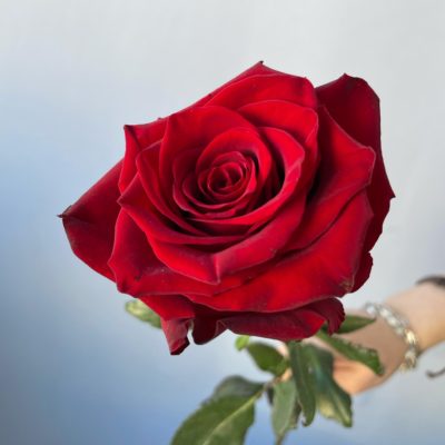 Роза Эквадор красная 60 см