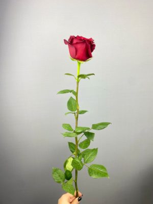 Роза красная 70 см