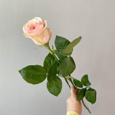 Роза Эквадор розовая Frutteto 70 см