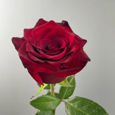 Роза красная 1 метр