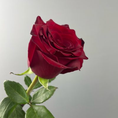 Роза красная 1 метр
