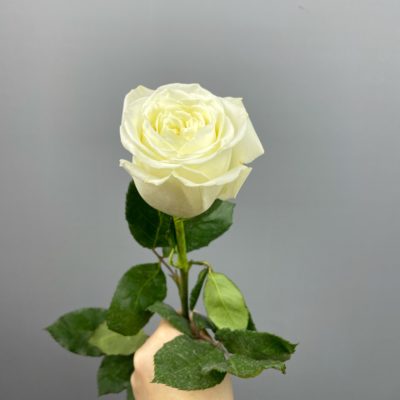 Роза белая 50 см