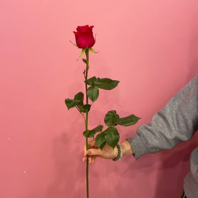 Роза Эквадор розовая Gocha 50 см
