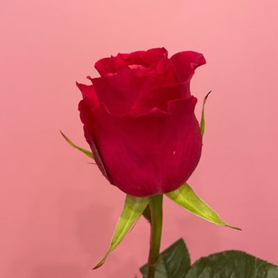 Роза Эквадор розовая Gocha 50 см
