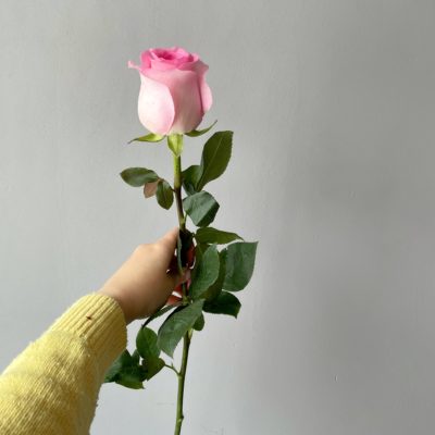 Роза Эквадор розовая Mandala 50 см