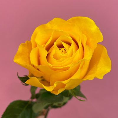 Роза Эквадор желтая Brighton 60 см