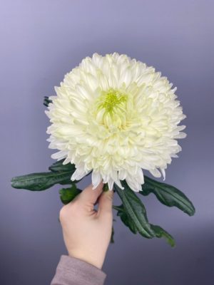 Хризантема белая одноголовая Магнум