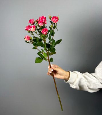 Роза кустовая Кения