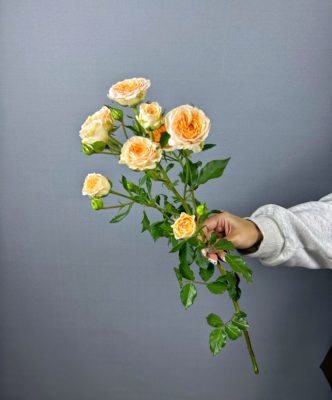 Роза кустовая кремовая