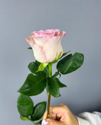 Роза  50 см