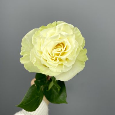 Роза бело-зеленая (60 см)