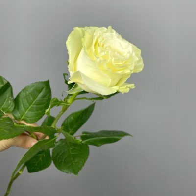 Роза бело-зеленая (60 см)