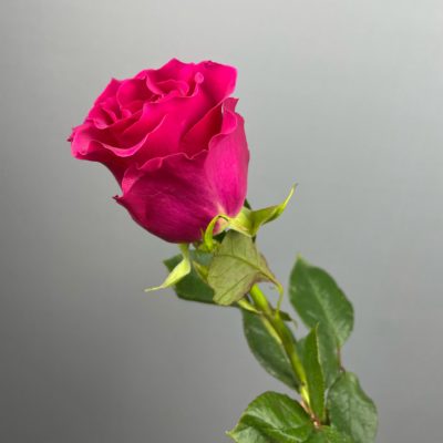 Роза ярко розовая (60 см)