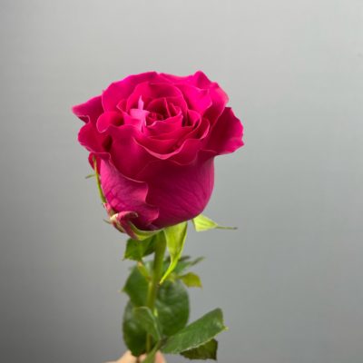Роза ярко розовая (60 см)