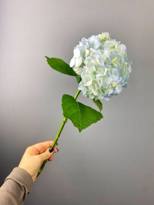 Гортензия Голландия