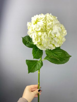 Гортензия Голландия